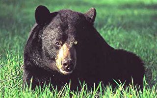维州黑熊数目激增 惹祸时有所闻