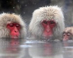 日本短尾猿在地狱谷野猿公园泡温泉来取暖