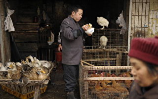 广东汕尾女子感染H5N1禽流感死亡