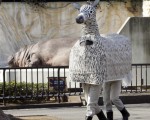 上野动物园的两位工作人员装扮成“离家出走”的斑马