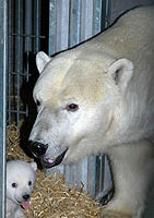德國再現北極熊寶寶 媽媽親自帶大