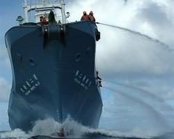 澳洲将在国际会议提案  防堵捕鲸漏洞