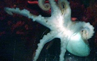 世界首見 六腳章魚