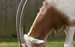 国家动物园羚羊将被释回大自然