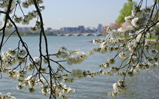 D.C.櫻花將於3月底盛開
