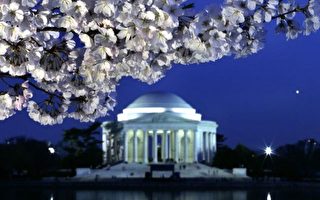 組圖:旅遊藝廊–華盛頓櫻花季　
