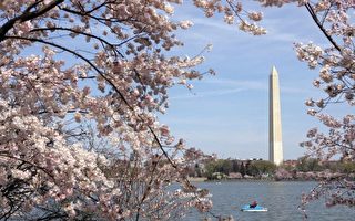 组图：美国华盛顿樱花节缤纷登场