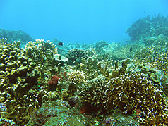 台杉原湾发现贝氏耳纹珊瑚 珊瑚礁生态丰富