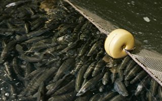 科學研究：如何讓魚兒自投羅網？