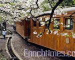 组图：台湾阿里山吉野樱花之美