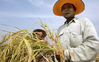 米價急升  泰二月通脹達5.4%