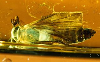 科学家发现亿年琥珀中360种史前昆虫