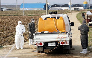南韩农业部：南韩国内禽流感疫情蔓延