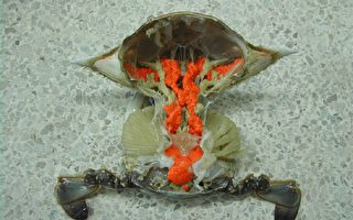 馬、維州宣佈減低母螃蟹捕獲量