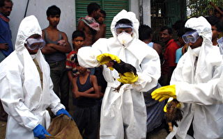 越南开始进行H5N1禽流感疫苗人体试验