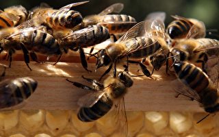 维州吁民众加入拯救蜂群衰竭
