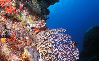 綠島珊瑚礁總體檢 搶救大香菇微孔珊瑚