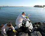 釜山號漏油事件發生後，超過五萬三千加侖的燃油洩入舊金山灣。圖為工作人員在柏克萊沿岸岩石間清理油污。(Justin Sullivan/Getty Images)