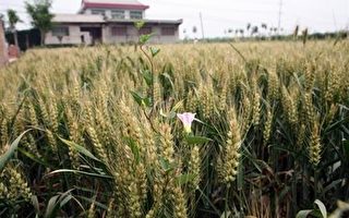 聯合國糧食暨農業組織秘書長狄伍夫在英國「金融時報」今天刊出的訪問中表示，富有國家必須大幅增加對農業發展的援助，才能降低糧食價格。//法新社