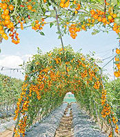 花蓮農改場開發新品種小蕃茄 抗病性優良