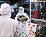 香港菜市場發現禽流感 暫停入口內地雞