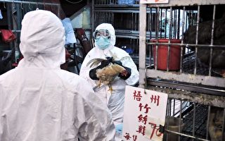 身穿防护衣物的工作人员准备扑杀销毁市场内所有家禽。（AFP）