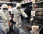 爆禽流感 香港雞業生意淡