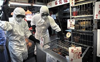 6月8日，身穿防护衣物的工作人员准备扑杀销毁市场内所有家禽。（AFP）