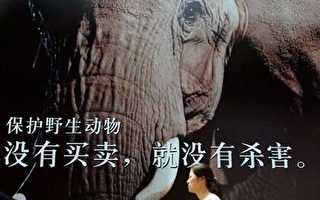 違法野生動物市場　美國僅次中國排全球第二