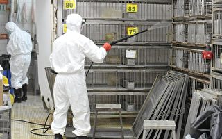 香港昨日再证实有3个街市的鸡粪样本发现H5N1禽流感病毒，其中包括屯门仁爱街街市。当局随即下令销毁全港所有街市和零售点的鸡只。图为穿上保护衣物人员把一鸡档的鸡只全部屠宰后，清洗消毒鸡笼。（AFP）