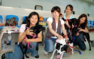 台湾13只流浪犬赴美找新家 美国媒体关注