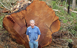 西澳一棵五百岁老树被砍了