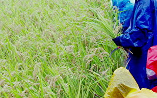 新东国小同学雨中割稻，体验农夫辛苦。（新东国小提供）