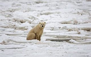 氣候變遷 北極熊離棲息地現身冰島
