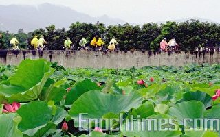 白河赏莲单车逍遥游 29日再登场