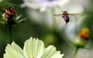 載運蜜蜂車翻覆 加國養蜂人捕回千萬隻