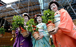 组图:东京浅草寺樱桃节将迎来6万游客