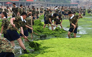 北京奥运帆船赛场的海藻灾害正在蔓延