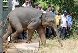 挽救瀕危象群　斯里蘭卡收容再野放孤兒象