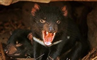 澳洲袋獾因病面臨滅種  交配期延長全年無休