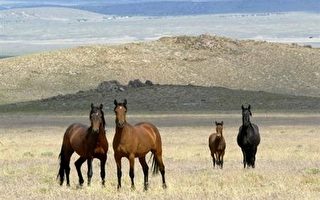 撲殺野馬提案  激怒動物保育團體