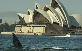 悉尼海港赏鲸趣