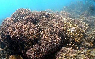 东部发现最大最完整藻礁 专家吁列保护区