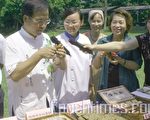 东山观光龙眼采果乐活动登场