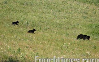 出沒卡城西南社區 四隻熊被安樂死
