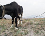 為確保奧運期間北京用水無虞，河北省各地引水工程紛紛喊停，致使這些地區的大面積農田無水灌溉而荒蕪。圖為河北省張家口市的一處農田。 (資料圖片/FREDERIC J. BROWN/AFP/Getty Images)