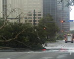 新奧爾良大街上大樹被颶風連根拔起。(法新社)