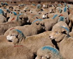 【世界之最】养羊最多的国家：澳洲