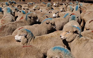 【世界之最】养羊最多的国家：澳洲