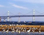 切薩皮克灣海灣橋增加公車線路